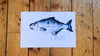 Watercolor Silver Salmon